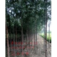 毛白楊、107速生楊、北欒苗、速生國槐