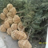 雪松基地玉蘭基地紅葉石楠基地