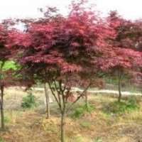 現在紅楓報價 3-4-5公分紅楓價格