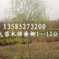 大量供應1--15公分垂柳、金絲柳、直柳、饅頭柳