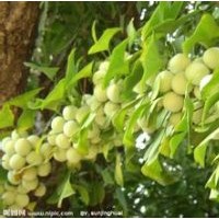 銀杏樹