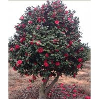 茶花、山茶花、大茶花供應