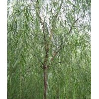 供應垂柳3-10公分