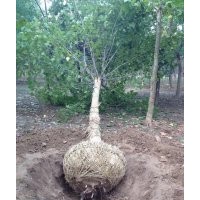 供應(yīng)苗木主營 1-3年帽法桐，大骨架法桐，造型法桐，彎法桐，速生