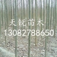 山東冠縣處理一批3公分速生柳，4公分速生柳，5公分速生柳