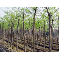 大量供應胸徑1-35cm刺槐