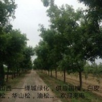 大量供應行道國槐