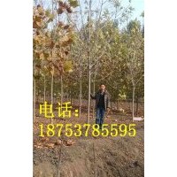 5公分白蠟