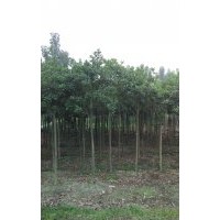 四川8公分桂花，四川8公分桂花價格，四川8公分桂花種植基地