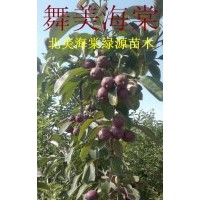 舞美海棠，王族海棠，千歲果海棠