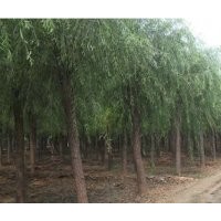 河北那里垂柳多@@@保定垂柳基地批發垂柳