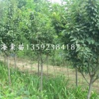 河南海棠苗基地，二年生海棠，三年生海棠，四年生海棠，各種規格