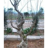 供應羅漢松，藍花楹、木棉、宮粉紫荊、雞冠刺桐，風鈴木，欖仁，