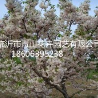 白花雙櫻、白色雙櫻花、北京西府海棠