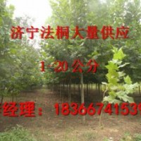 10公分1年帽法桐價(jià)格是多少河北廊坊9公分法桐價(jià)格