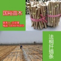 1公分|2公分法桐小苗山東濟寧2014優(yōu)惠價