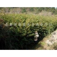 江西杜英|江西杜英苗價格|江西杜英苗基地