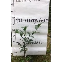 竹柏袋苗價格2.8元，8公分竹柏價格850元，10公分竹柏價格1500元