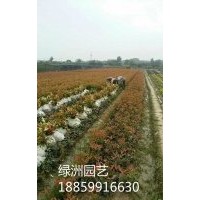 紅葉石楠袋苗價格0.75元，紅葉石楠基地，紅葉石楠行情，紅葉石楠