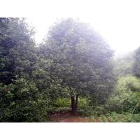 精品桂花苗木基地長期供應(yīng)桂花價(jià)格