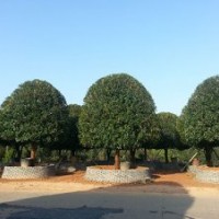 桂花樹