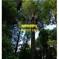 香樟樹 香樟價格 最新報價新聞 移栽香樟供應(yīng)商 湖南移栽香樟生產(chǎn)