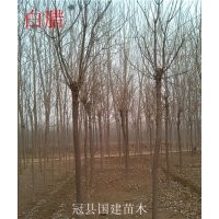 出售：速生柳、垂柳、黃柳、千頭椿、107、白蠟、合歡、毛白楊