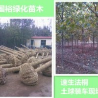 米徑6cm法桐價格河北廊坊8cm速生法桐2014最新價格