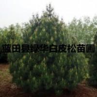 陜西優質藍田綠化白皮松苗木