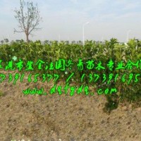 法國冬青農戶直銷，法國冬青自產自銷