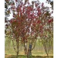 紅葉紅花垂枝海棠，紅玉海棠，鉆石海棠，王族海棠，絢麗海棠，火