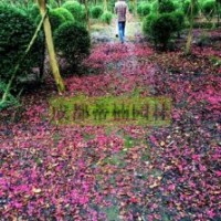 四川紫薇 大紅紫薇 紫薇產地