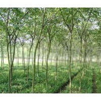 出售3公分國槐、大量低價國槐優惠供應