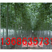 供法桐、國槐、圓臘2號、白蠟悶子、毛白楊、速生楊、等苗木