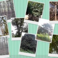 常年供應(yīng)各種規(guī)格櫸樹、樸樹、桂花等苗木