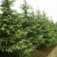 南京雪松小苗供應 籽播小苗價格20-30公分雪松小苗價格