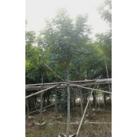 中山市金上三和花木主營黃槐，小葉欖仁。供應以下袋苗/假植苗