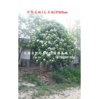安徽合肥中華石楠、肥西土石楠、肥西苗木基地中華石楠、最新價格
