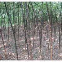 3公分國槐大量出售、3公分國槐低價優惠供應