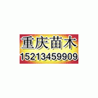供應3-10公分紅葉楊