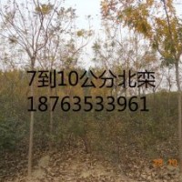 造型北欒7到10公分一級苗