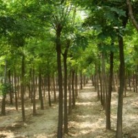 供應(yīng)：白蠟、國槐、柳樹、榆樹、法桐、合歡。
