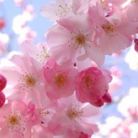 臺灣櫻花