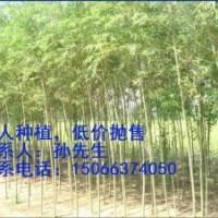 供應美國竹柳樹