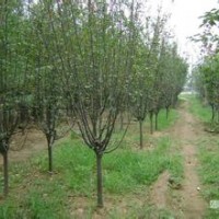 石家莊佳霖苗木基地供應西府海棠