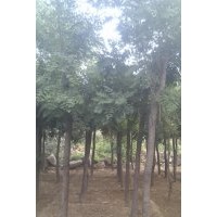 欒樹大量出售