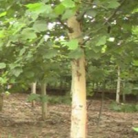 速生法桐移植運輸注意事項