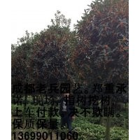 四川最準確高桿桂花價格 老兵苗木園藝出售成都高桿桂花