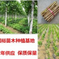 出售1|2|6公分優(yōu)質(zhì)法桐小苗|造型法桐安徽合肥最新價格表