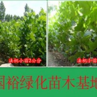 供應(yīng)山東濟寧1公分法桐小苗法桐扦插棒最新技術(shù)培訓(xùn)